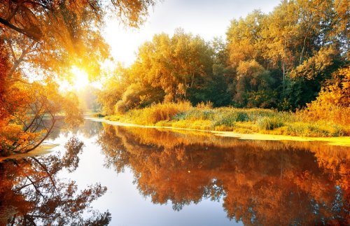 River in a delightful autumn forest - 901142786