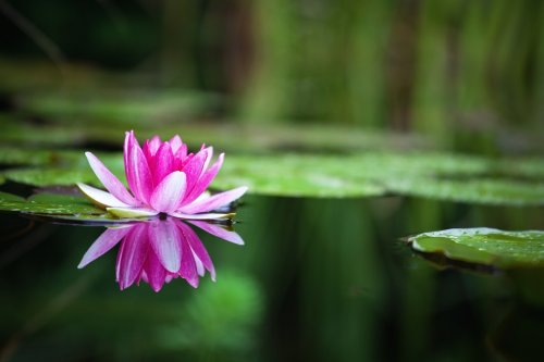 Pink waterlily - 901142791