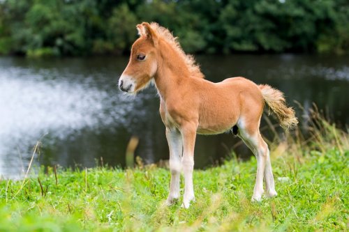 foal mini horse Falabella - 901142796