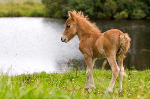 foal mini horse Falabella - 901142797
