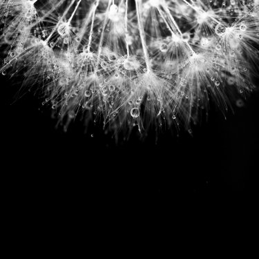 Super macro white dandelion with droplets on black background