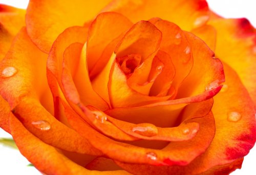 beautiful orange single rose bud isolated - 901142880