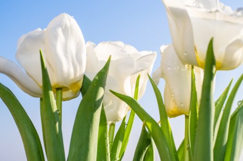 white tulip - 901142895