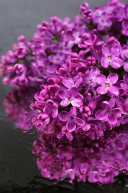 Beautiful lilac flowers, on grey background - 901142904
