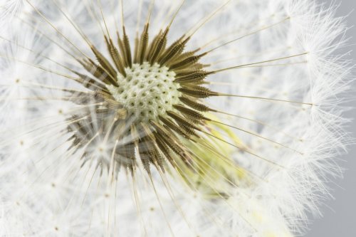 Macro shot of dandelion - 901142910