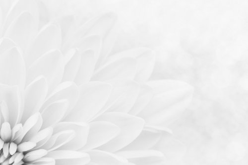 White chrysanthemum petals macro shot - 901142915