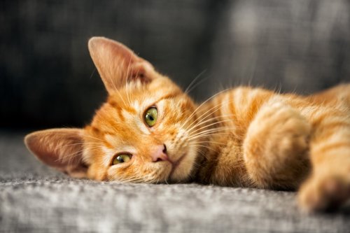 Portrait of cute kitten - 901142954