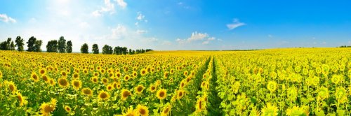 Sunflower field - 901143222
