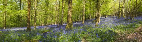 Magical forest and wild bluebell flowers - 901143227