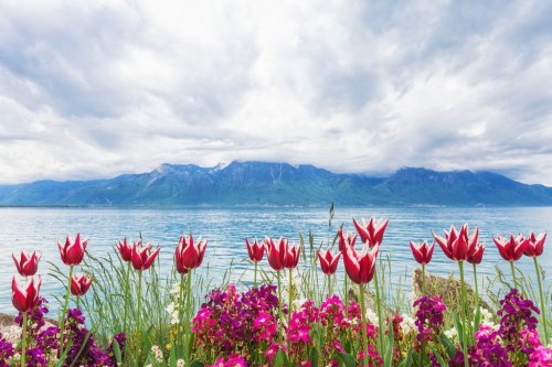 Flowers near lake, Montreux. Switzerland - 901143234