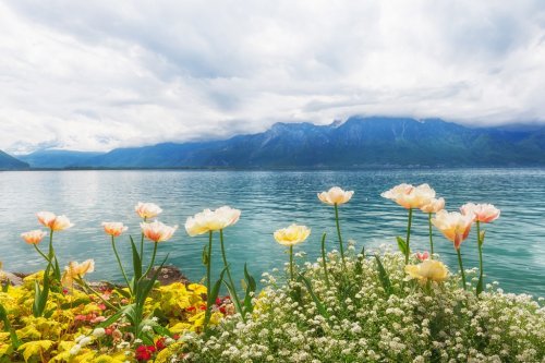 Flowers near lake, Montreux. Switzerland - 901143235