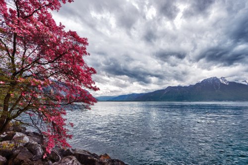 Flowers against mountains, Montreux. Switzerland - 901143236