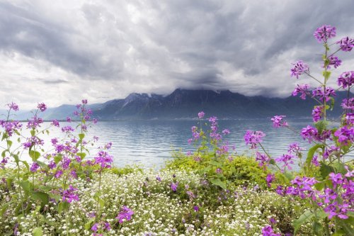 Flowers against mountains, Montreux. Switzerland - 901143238