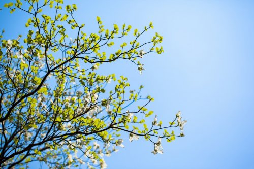 White flowering dogwood tree (Cornus florida) in bloom in sky - 901143381