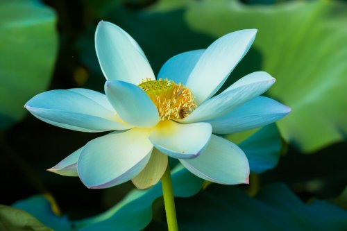 White lotus flower - 901143388