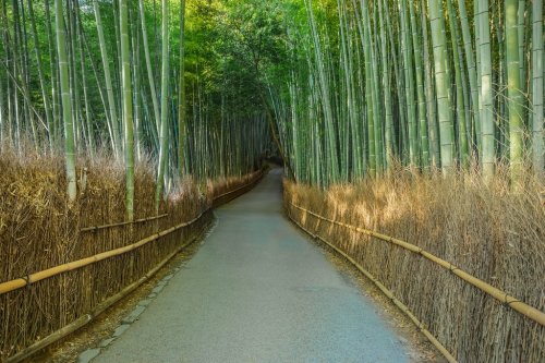 Chikurin-no-Michi (Bamboo Grove) at Arashiyama in Kyoto - 901143404