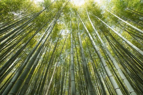 bamboo grove, forest of bamboo grove in Arashiyama, Kyoto, Japan