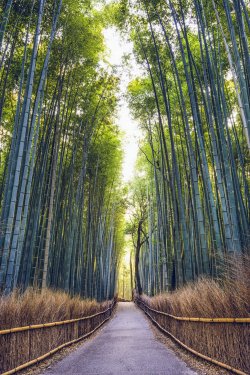 Bamboo Forest of Kyoto, Japan