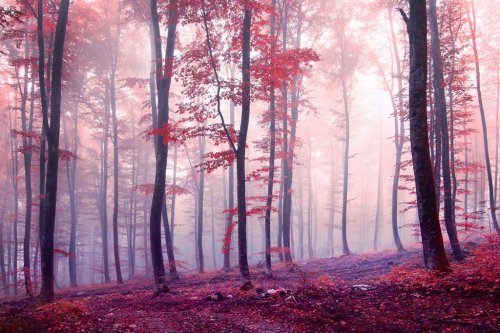 Fantasy autumn color forest