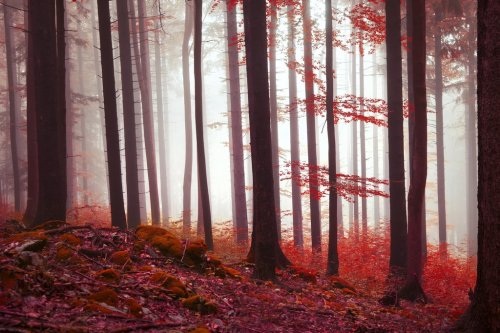 Magic red colored forest