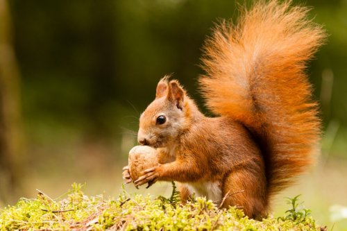 Squirrel with nut - 901143724