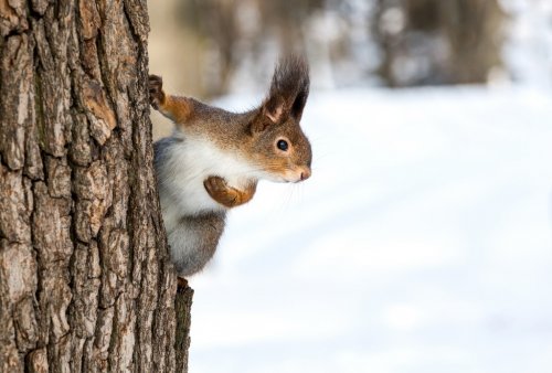Red squirrel on tree trunk - 901143729