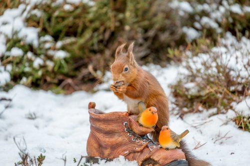Red squirrel rests on old garden boot