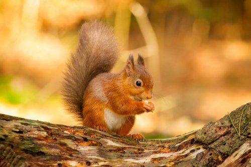 Red Squirrel feeding in Autumn - 901143781