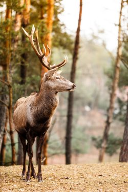 Red deer stag in autumn fall forest - 901143799