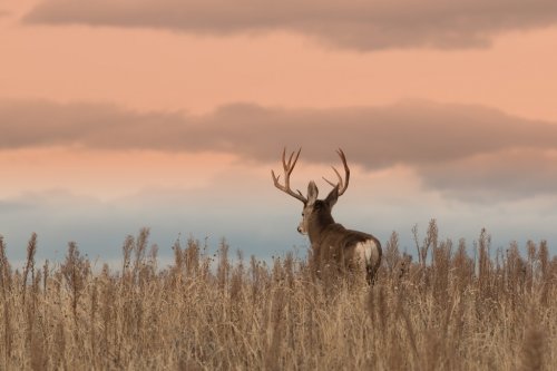 Mule Deer Buck - 901143801