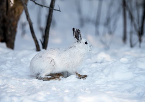 White Snowshoe Hare in Winter - 901143818