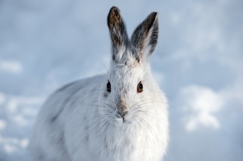 White Snowshoe Hare in Winter