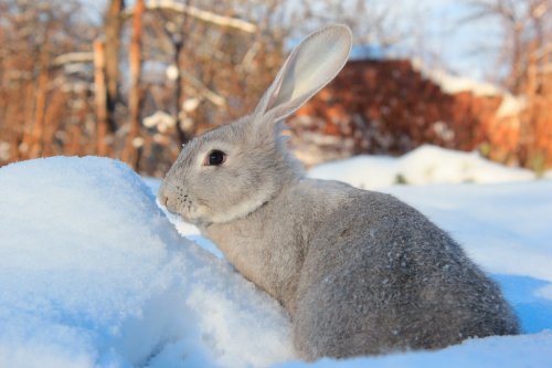 hare and snow