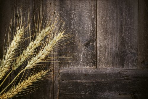 Wheats and Wooden Background - 901143842