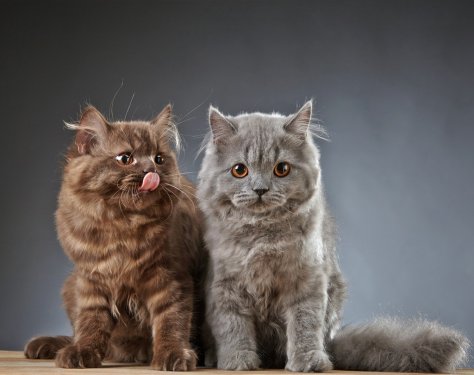 two british longhair kittens
