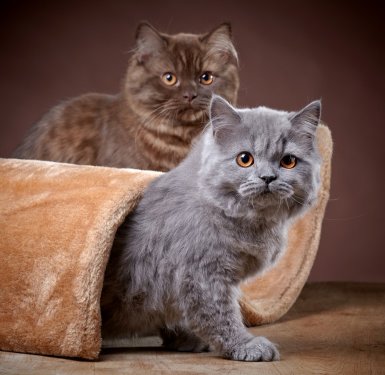british longhair kittens - 901143950