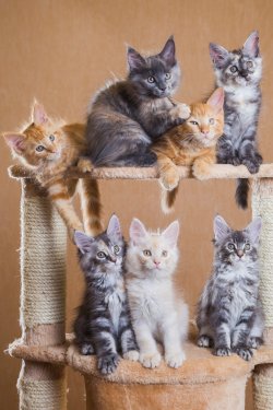 maine coon kittens - 901143972
