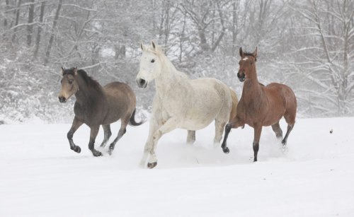 Batch of horses running in winter - 901143982