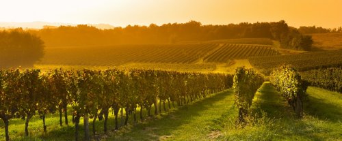 Vineyard Sunrise - Bordeaux Vineyard - 901144077