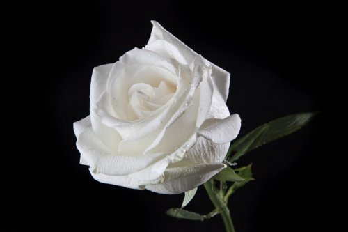 White rose - 901144191