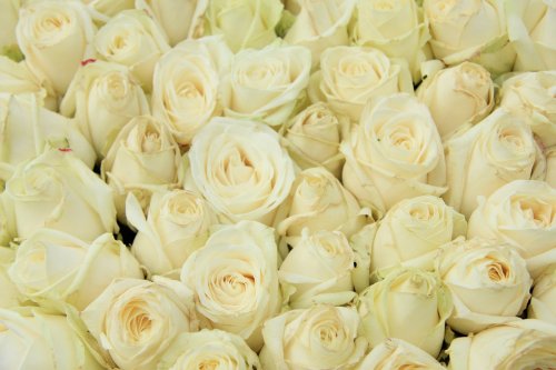 White roses in a wedding arrangement - 901144195