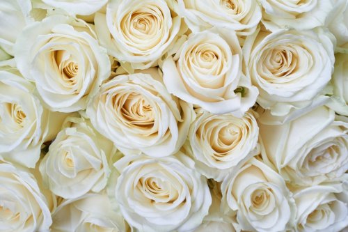 White roses background - 901144199