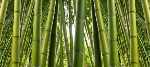 Bamboo Jungle - 901144254