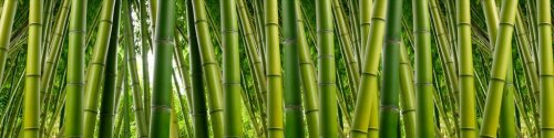 Dense Bamboo Jungle - 901144255