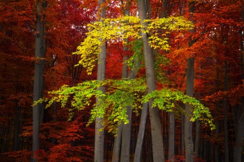 Autumnal forest with red and yellow leaves - 901144271
