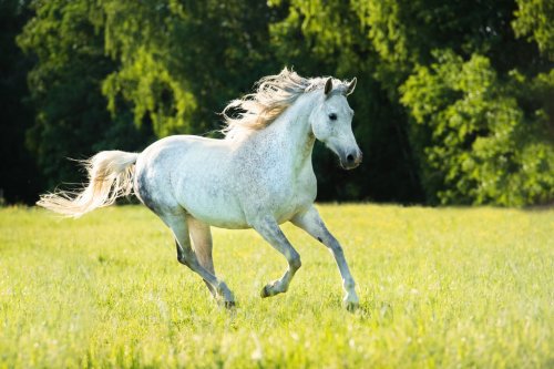 White Arabian horse runs gallop in the sunset light