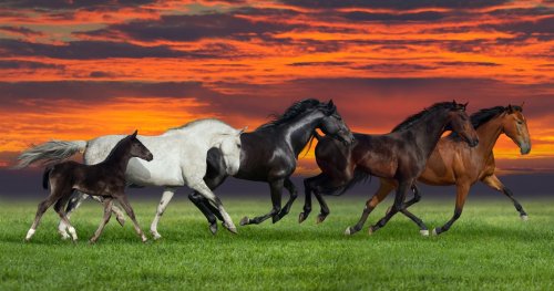 Group of five horses run gallop on gree grass against beautiful 