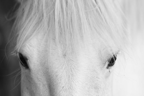 White horse's black and white art portrait - 901144362