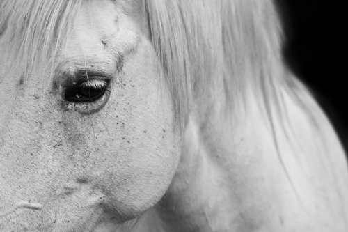 White horse's black and white art portrait - 901144363