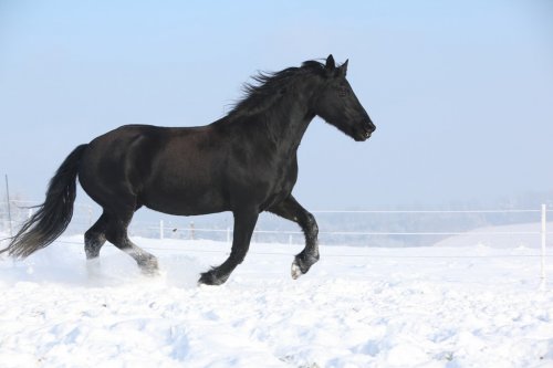 Beautiful friesian mare with flying mane running in the snow - 901144366